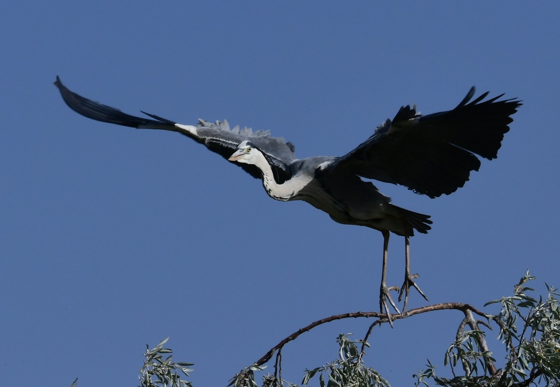 寧夏平羅：鷺鳥翩躚生態美